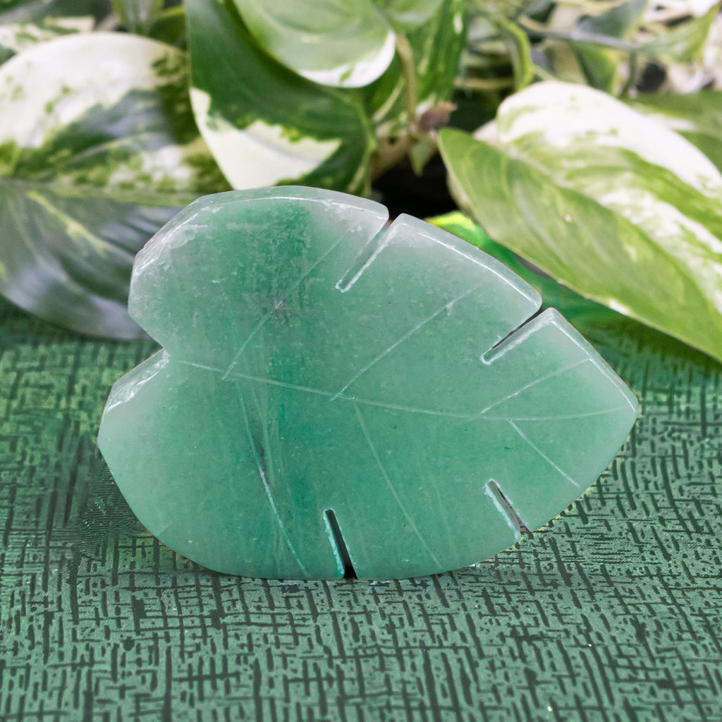 Crystal Monstera