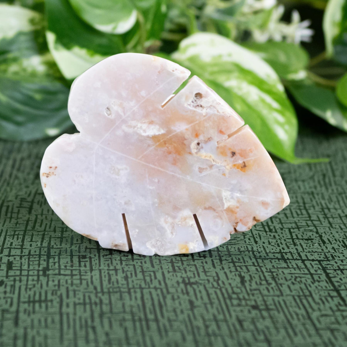 Crystal Monstera