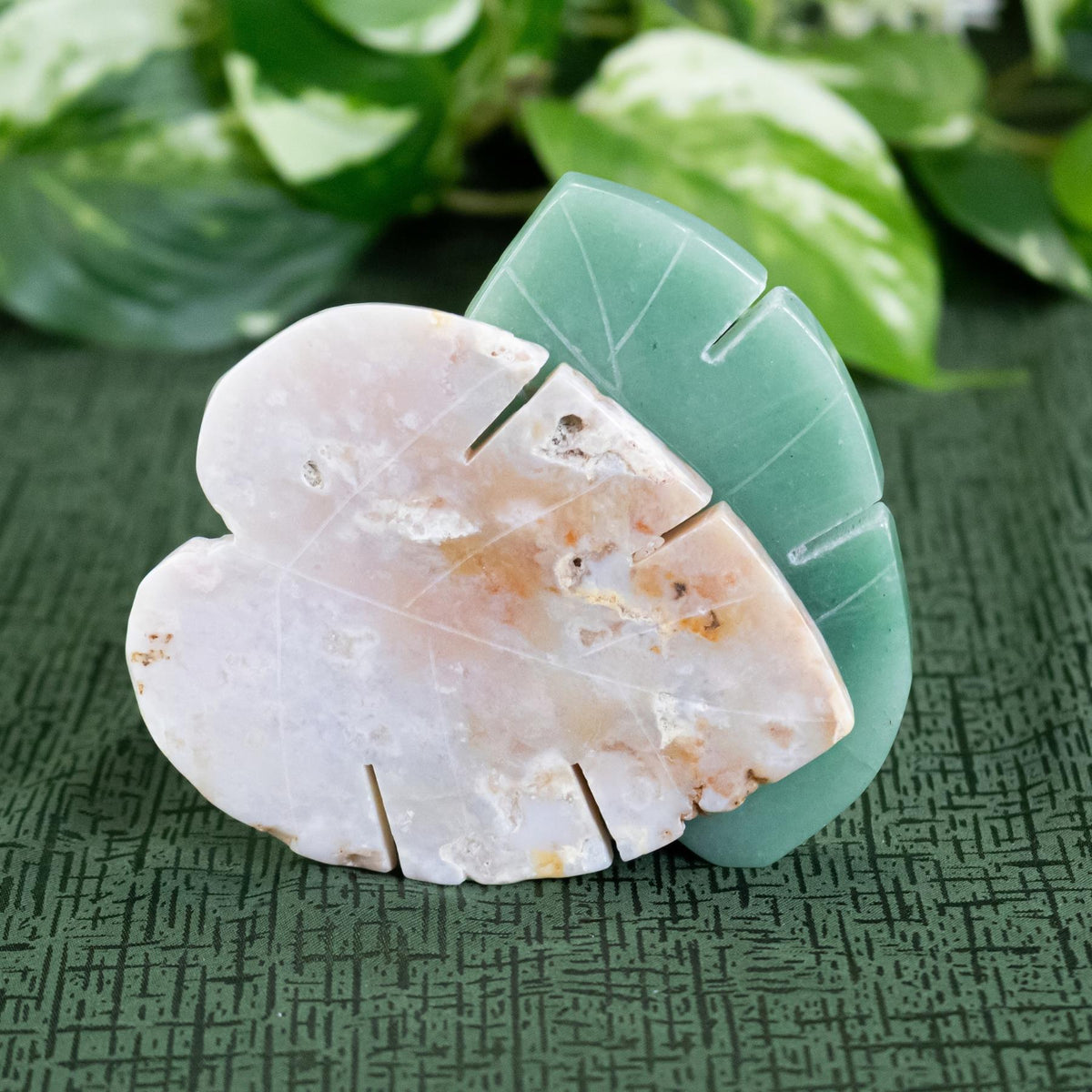 Crystal Monstera